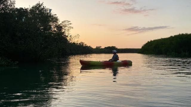 Nosara: Rio Montana Mangrove SUP or Kayak Tour - Photo 3 (Gallery view)