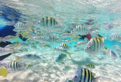 Cayo Arena: Paradise Island Tour Sosua o Cabarete - Dominican Republic