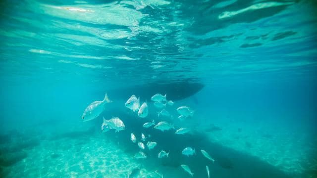 Fajardo: Private Sailing & Snorkeling Trip with Lunch - Photo 5 (Gallery view)