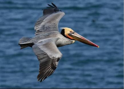Punta Cana: Samana Whale Watching Cruise - Photo 4 (Gallery view)