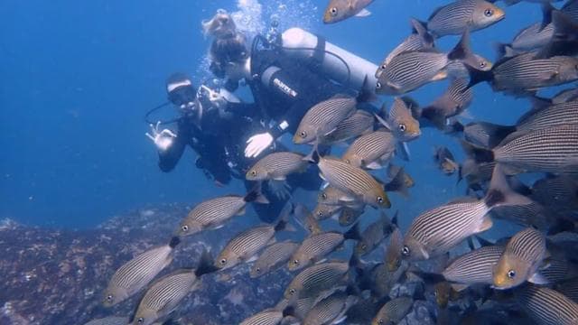 Tamarindo: Prive Snorkeling Boat Charter Guanacaste - Photo 4 (Gallery view)