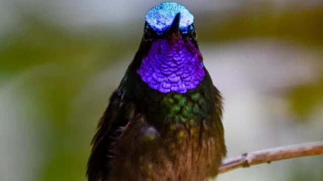 Monteverde: Cloud Forest Guided Nature Tour - Photo 4 (Gallery view)