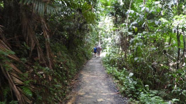 San Juanból: Rainforest Walk, Nature Swim és Luquillo Beach - Photo 4 (Gallery view)