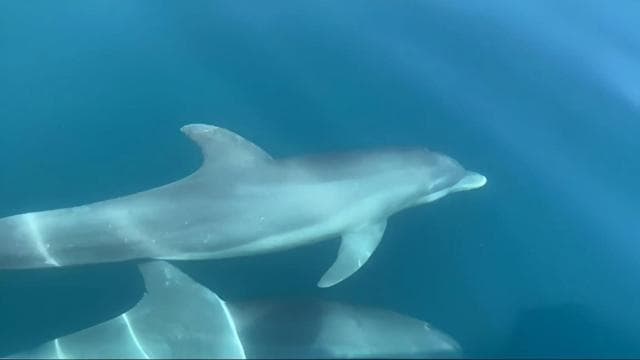 Manzanillo: Dolphin watching and Punta Mona Beach - Photo 5 (Gallery view)