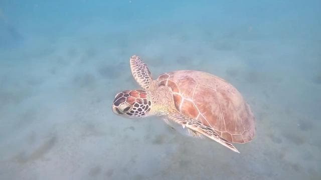PUERTO RICO: Private Scuba Dive for Beginners! - Photo 5 (Gallery view)