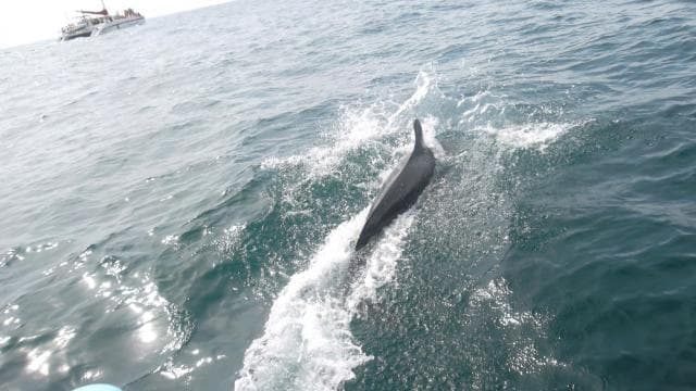 Tamarindo: All-Inclusive Catamaran Sailing Tour - Photo 5 (Gallery view)
