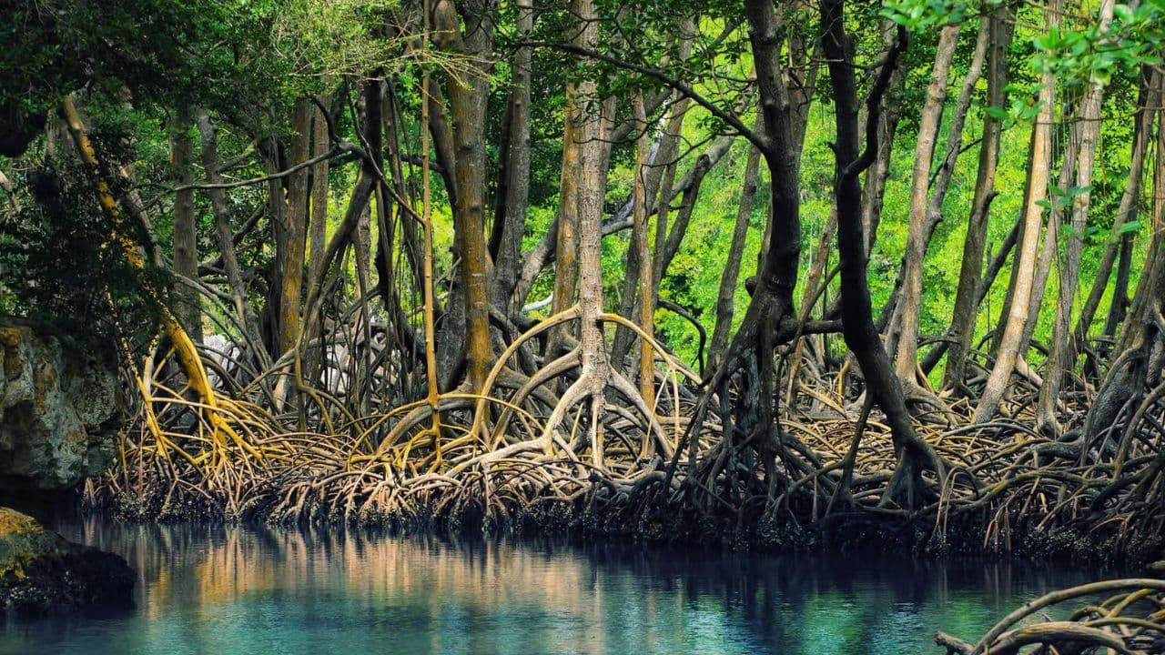 CaÃ±o Hondo : Los Haitises Sunrise or Sunset Private Kayak Excursion with Locals - Dominican Republic