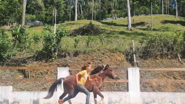 Finca Soley: Liberty Workshop and coaching with Horses - Dominican Republic