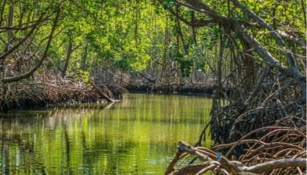 4in1: Los Haitises+ Kayaking+ Natural Pools+ Montana Redonda - Photo 3 (Gallery view)