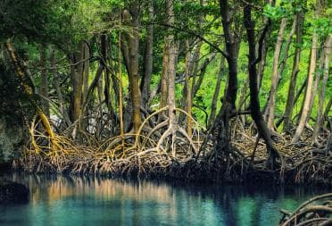 Los Haitises: Boat Tour Sabana de la Mar, Caves & Mangroves - Photo 2 (Gallery view)