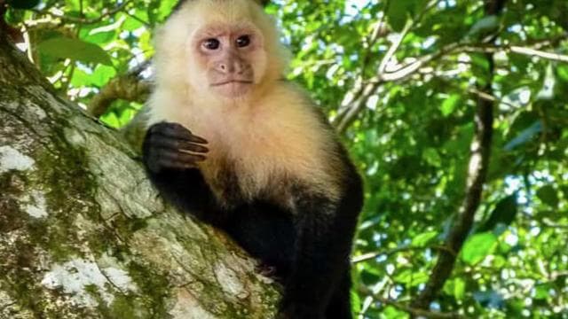 From Manzanillo: Cahuita Snorkel and Rainforest Hike - Photo 5 (Gallery view)