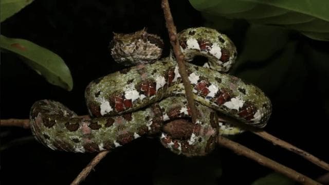 Monteverde: caminata nocturna guiada en Monteverde - Photo 3 (Gallery view)