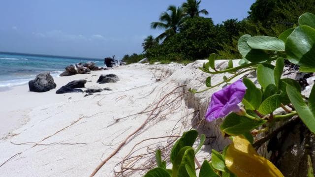 Punta Cana: Catalina Island Catamaran, Lunch and Snorkel - Photo 4 (Gallery view)