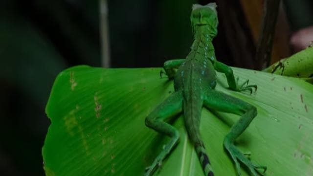 Guided Kayak Tour in Tortuguero National Park ***EXCITING** - Photo 4 (Gallery view)