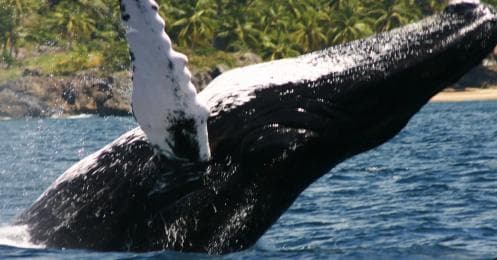 Samana: Whale Watching Tour - Photo 2 (Gallery view)