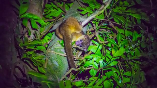 Monteverde: Kinkajou Forest Night Walking Tour - Dominican Republic