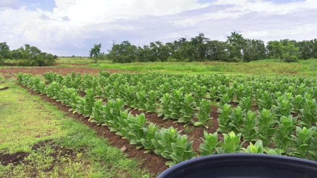 Puerto Rico: Ocean Lab Brewery and Tobaco Farm Tour - Dominican Republic