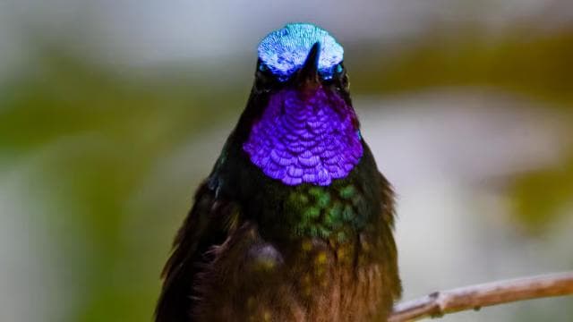 Monteverde Cloud Forest: Curicancha Reserve Nature Tour - Photo 3 (Gallery view)