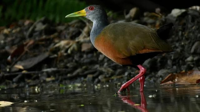 Marino Ballena National Park Private Naturalist Hike - Photo 3 (Gallery view)