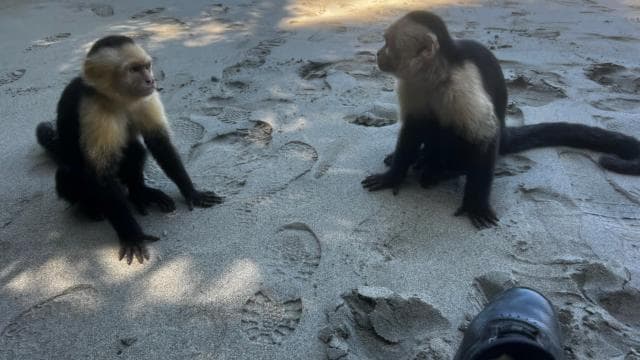 Pak Nasyonal Manuel Antonio: Tout enklizif vwayaj 8 èdtan - Photo 2 (Gallery view)