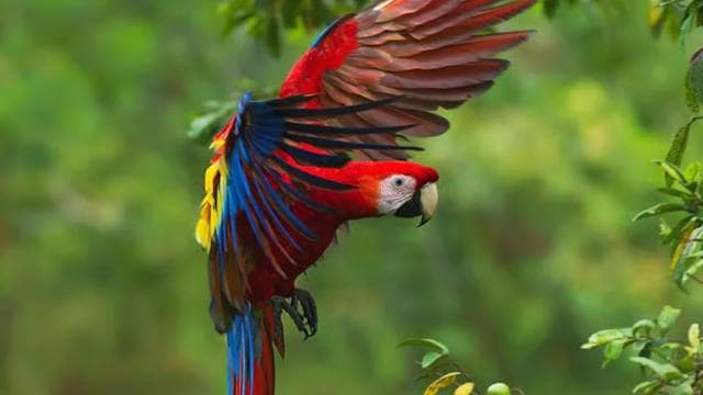 Manuel Antonio: Scarlet Macaw Tour with Professional Photos - Photo 5 (Gallery view)