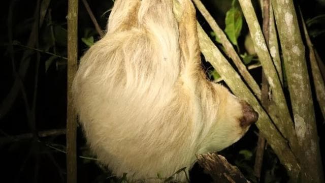 Monteverde: Coffee Tour and Night Walk - Dominican Republic