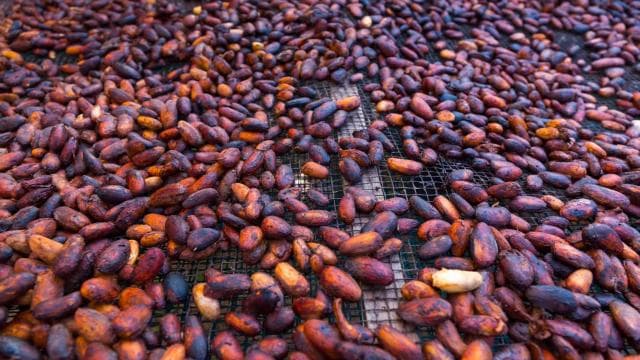 La Fortuna: Chocolate-Making Experience with Tastings - Dominican Republic