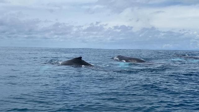 Réserve biologique de l'île Caño - Snorkeling ou plongée sous-marine - Photo 2 (Gallery view)