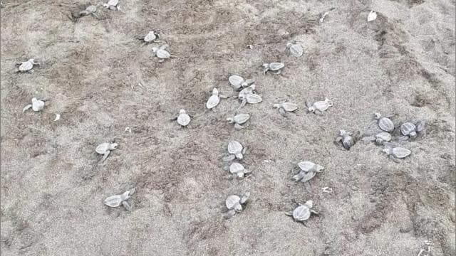 Playa Minas: Sea Turtle Watching Tour - Photo 2 (Gallery view)