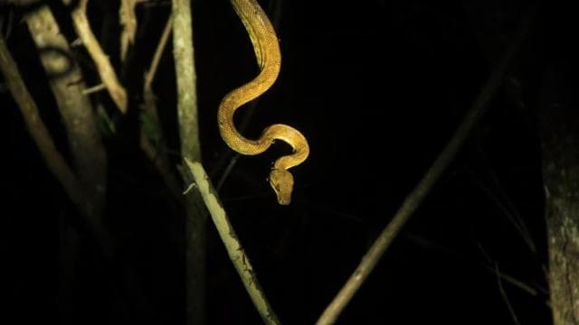 Manuel Antonio Mangrove Boat Night Tour - Photo 4 (Gallery view)