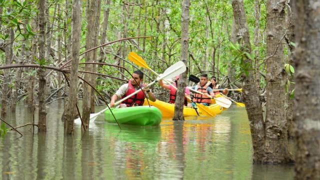Quepos: Mangrove Kayaking Tour - Photo 5 (Gallery view)