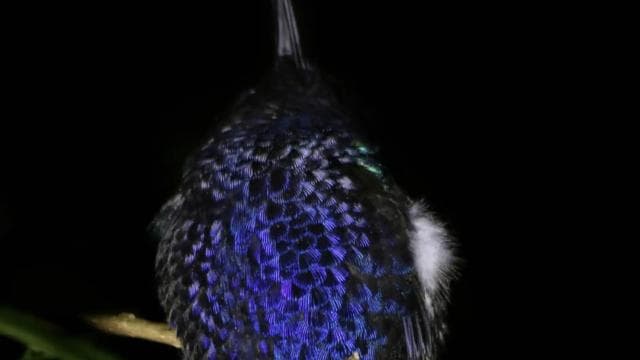 Monteverde: caminata nocturna guiada en Monteverde - Photo 4 (Gallery view)