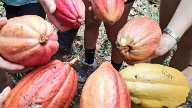 Manzanillo, Costa Rica: Forest Bathing Therapy - Photo 3 (Gallery view)