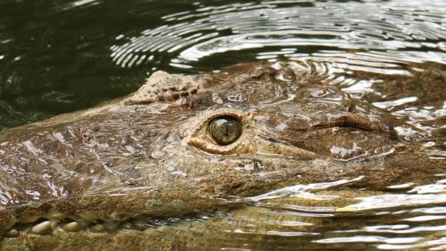 Diamante Eco Adventure Park: Wildlife Sanctuary Pass - Photo 2 (Gallery view)