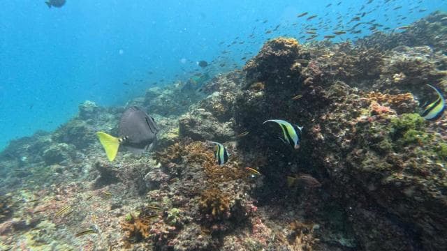 Tur de snorkeling pe Insula Cano de la Uvita - Photo 4 (Gallery view)