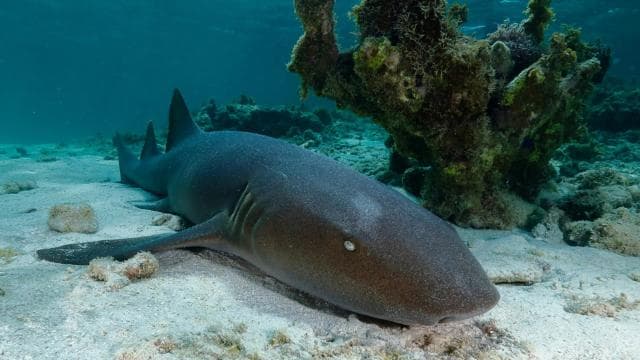 LICENSED Two-Hour Snorkeling Adventure Cahuita National Park - Photo 5 (Gallery view)