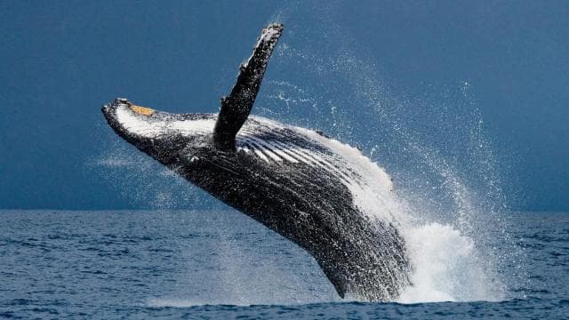 Costa Rica: Whale and Dolphin Watching - Dominican Republic