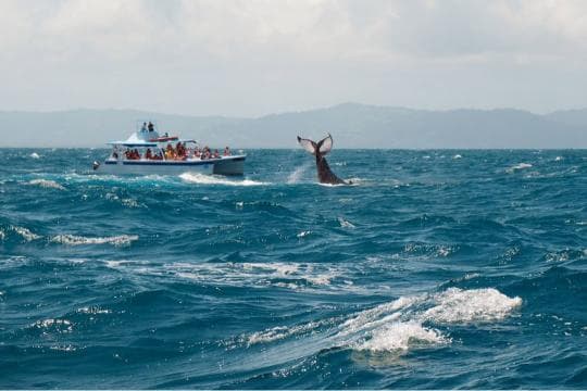 Private: Whale Watching + Cayo Levantado from Sabana de la Mar - Photo 2 (Gallery view)