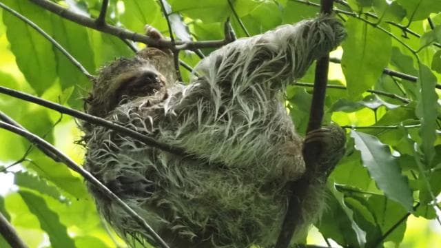 Corcovado National Park, San Pedrillo Station, 1-day hike - Photo 2 (Gallery view)