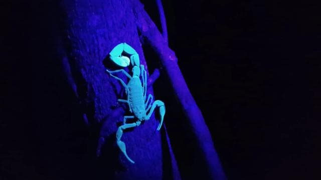 Randonnée au clair de lune dans les Caraïbes - Photo 5 (Gallery view)