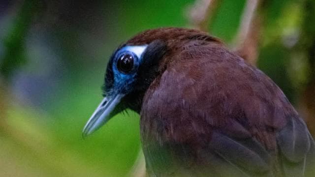 Santa Elena: Cloud Forest Reserve Guided Tour - Photo 2 (Gallery view)