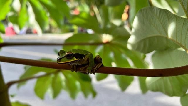 PRIVATE TOUR Manuel Antonio park - Photo 4 (Gallery view)