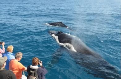 Las Terrenas: Private Whale Watching Half day - Photo 4 (Gallery view)