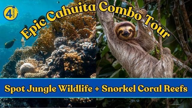 Epická kombinovaná prohlídka Cahuita: Útesy šnorchlování a túra s divočinou - Photo 4 (Gallery view)