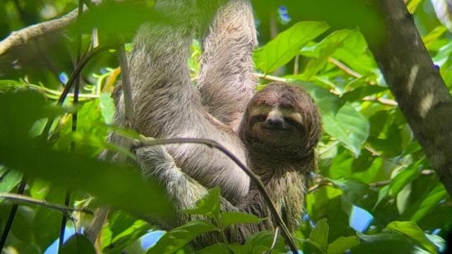 Guided hike through the Manuel Antonio jungle with optical equipment. - Photo 5 (Gallery view)