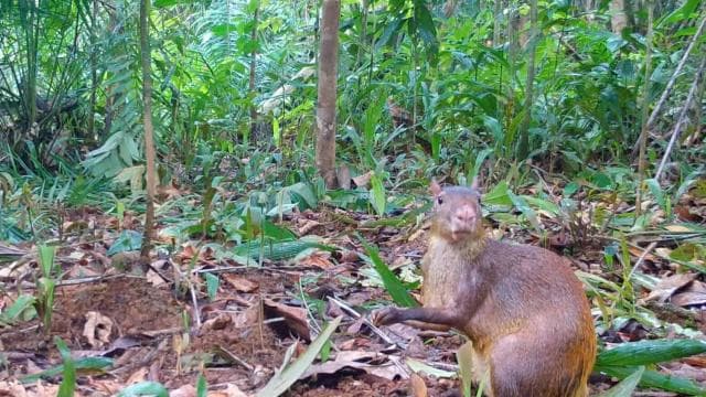 Carara National Park: Gide mache Carara Costa Rica Nature - Photo 3 (Gallery view)
