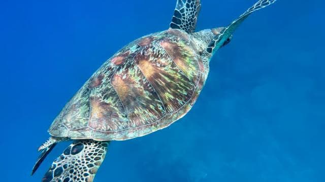 Uvita: Snorkel en Isla del Caño - Photo 2 (Gallery view)