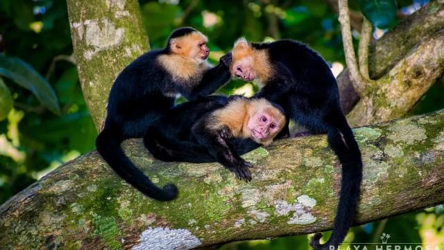 From Jaco: Monkey Encounter with Local Cuisine Experience - Photo 5 (Gallery view)