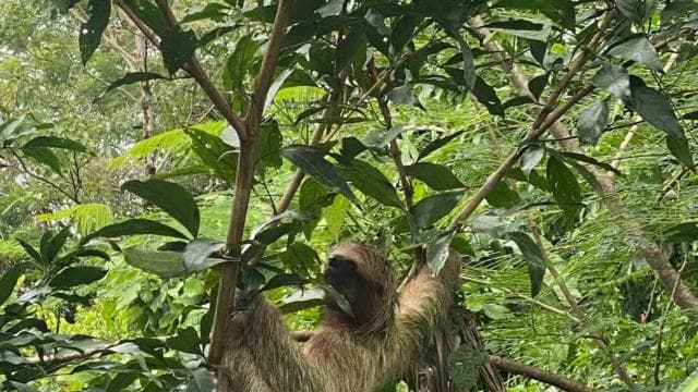Guanacaste: gita di un giorno alla foresta pluviale, ai bradipi e alla natura con pranzo - Photo 3 (Gallery view)