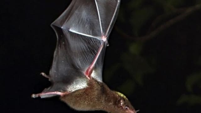 Monteverde Cloud Forest Night Walking Tour – Explore Nocturnal Wildlife - Photo 2 (Gallery view)